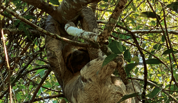 Wildlife experience 7d 6n - foto princial