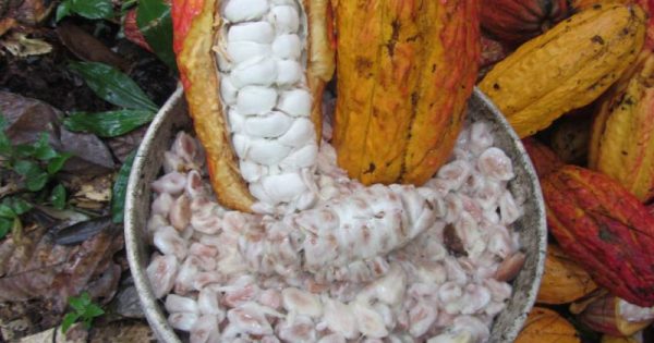 eriberto family cacao experience - 2 eriberto family cacao experience - 2