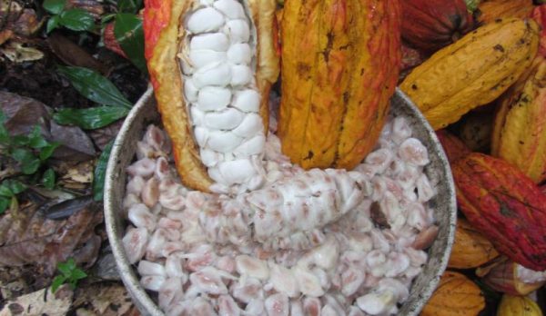 eriberto family cacao experience - 2