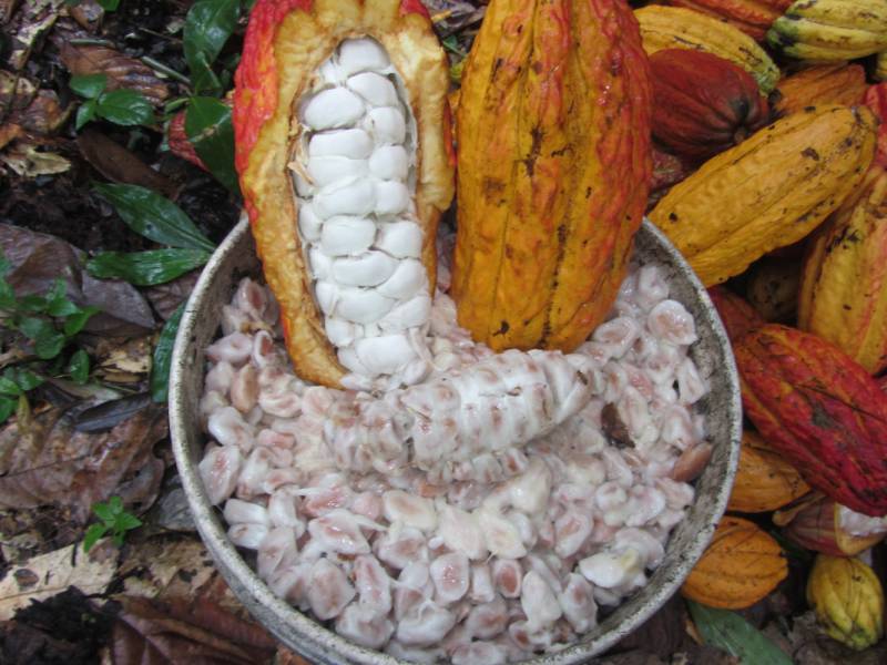 eriberto family cacao experience - 2