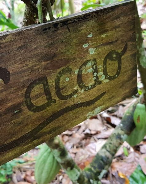 Cacao experience Cacao experience